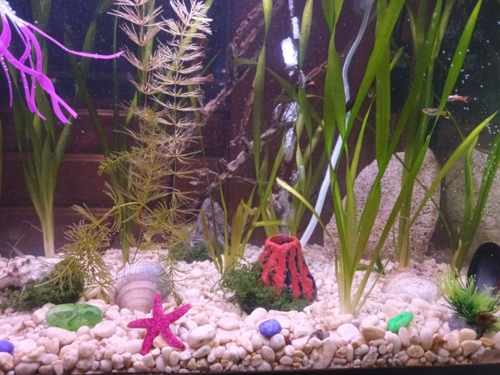 Akvarij 65 litara sa poklopcem