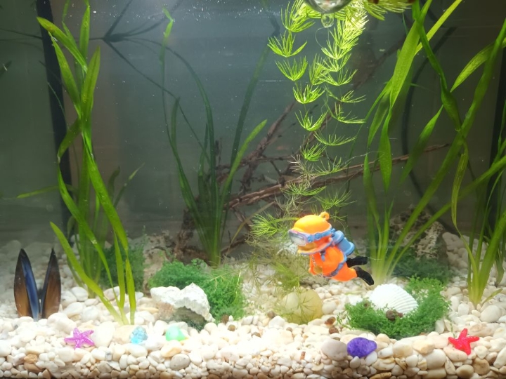 Akvarij šesterokutni