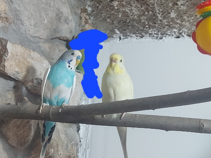 Tigrice