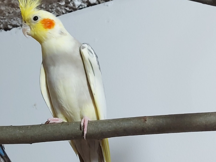 Nimfe