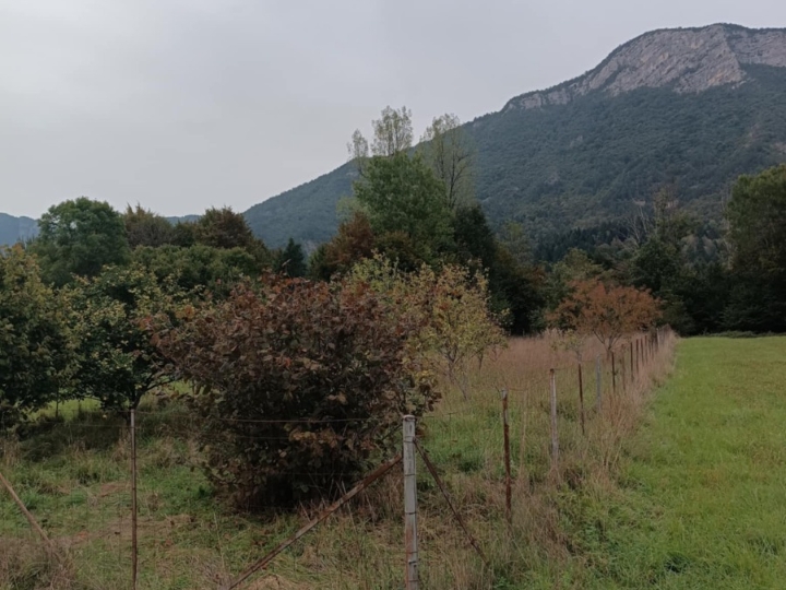 Prodajem voćnjak kod Broda na Kupi