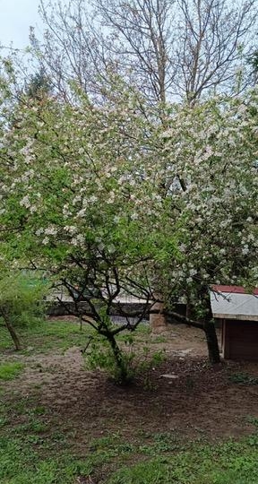Najam samostojeće kuće s poslovnim prostorom, Delnice