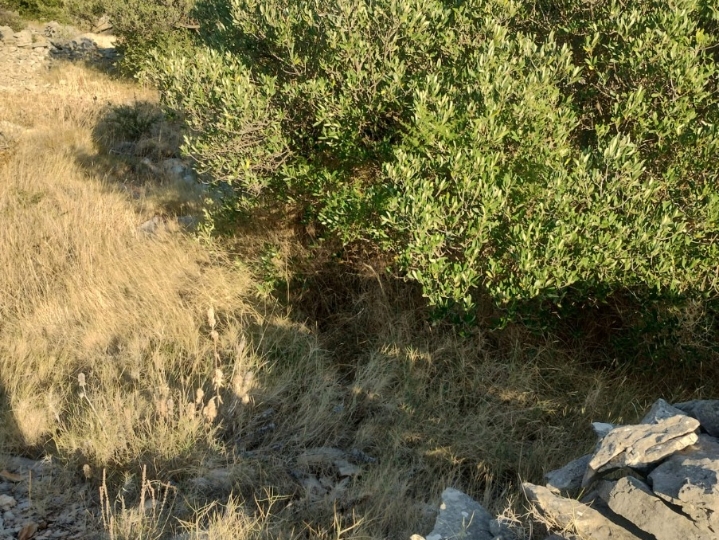 Malo poljop. zemljište Dvornice