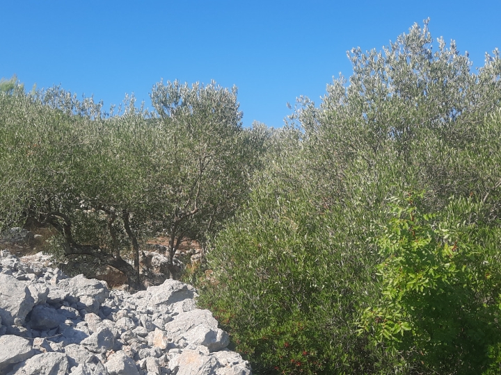 1006m2 otok Pašman Dobropoljana
