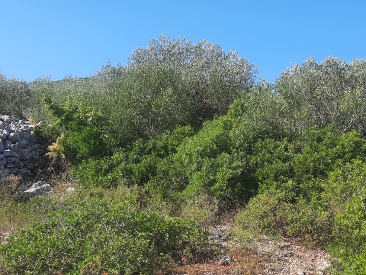 1006m2 otok Pašman Dobropoljana