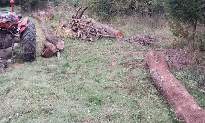 Fosne hrasta kitnjaka ili trupce,