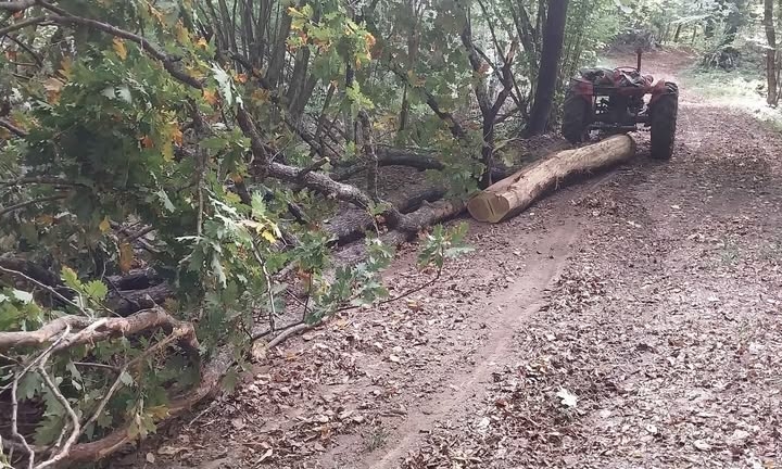 Fosne hrasta kitnjaka ili trupce,