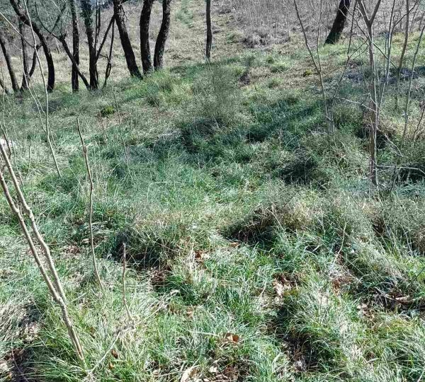 Pulac - poljoprivredno zemljište Š-2
