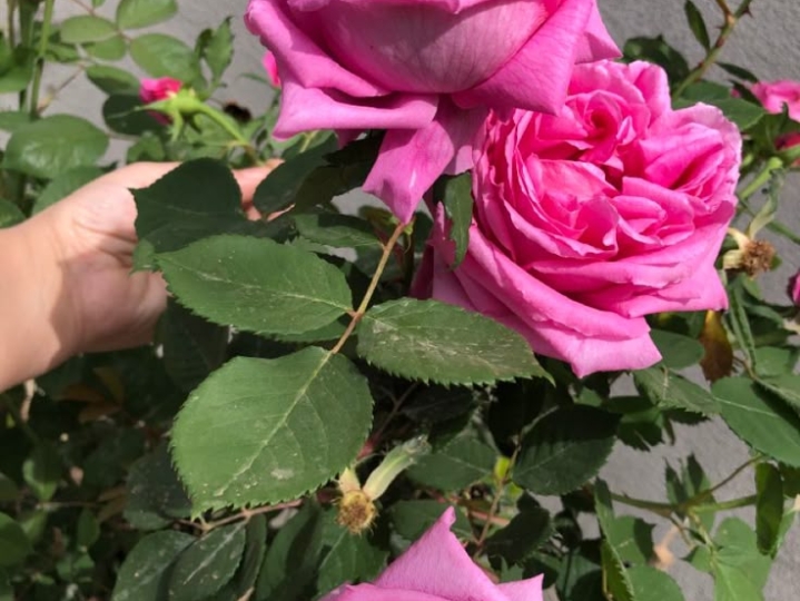 Žena traži svoju srodnu dušu