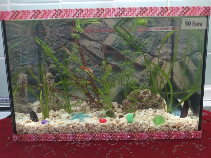 Akvarij lijepo uređen