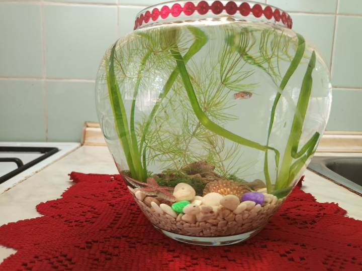 Akvarij lijepo uređen