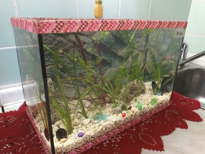 Akvarij lijepo uređen