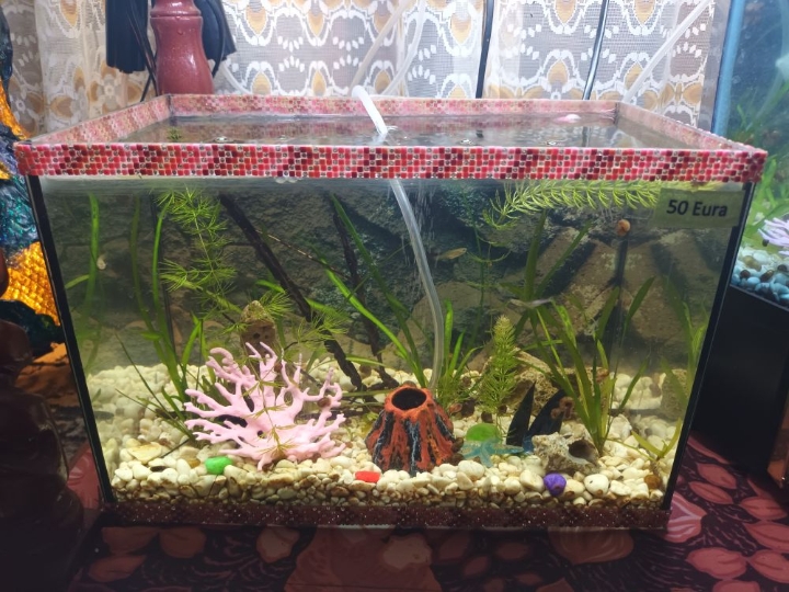 Akvarij lijepo uređen