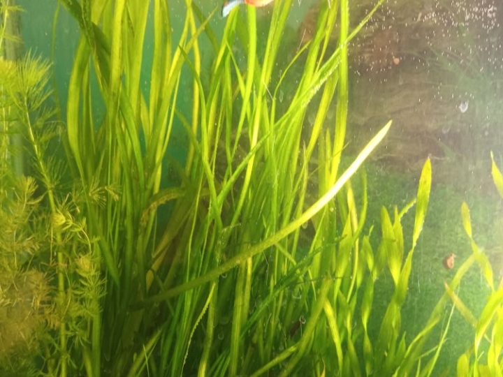 Akvarij lijepo uređen