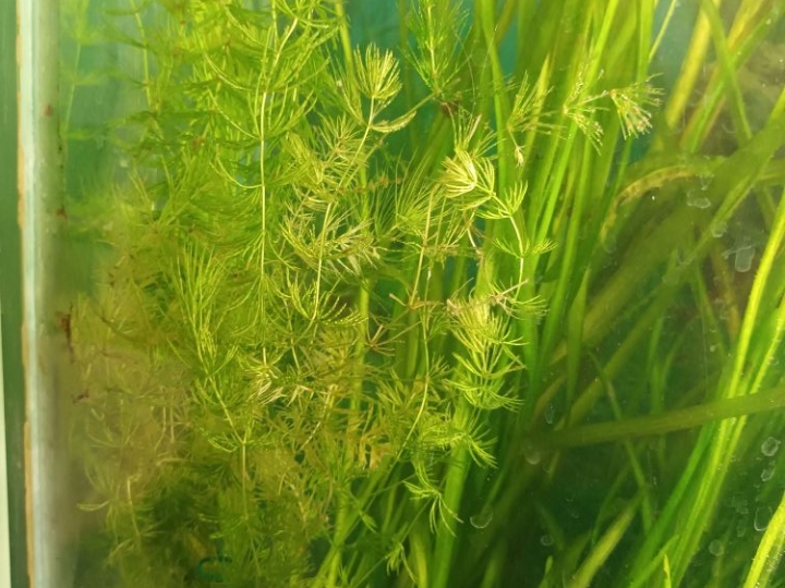 Akvarij lijepo uređen