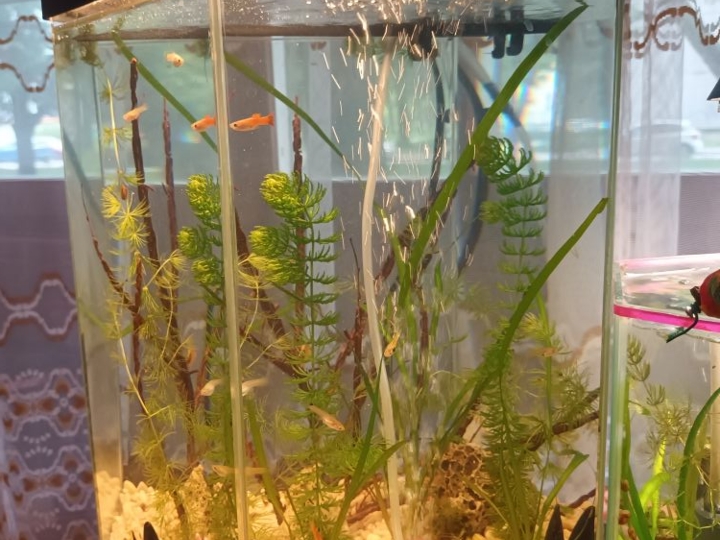 Akvarij lijepo uređen