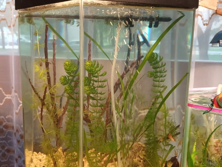 Akvarij lijepo uređen