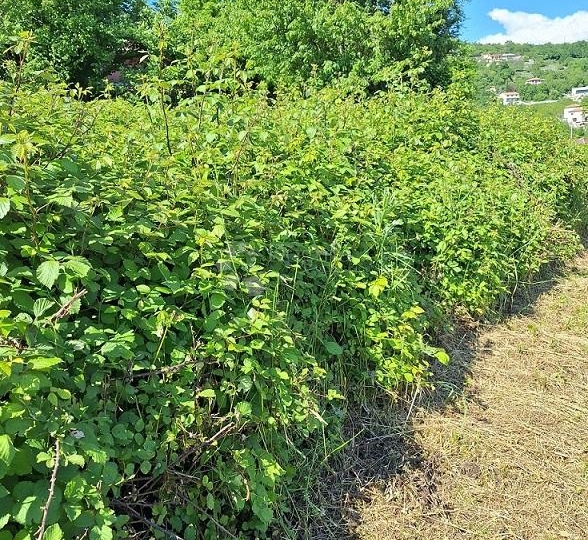 Građevinsko zemljište Poljane, Opatija - 831 m²