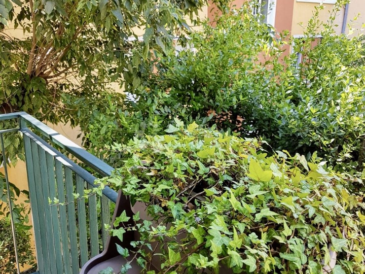 Stan Belveder, rijetkost u ponudi