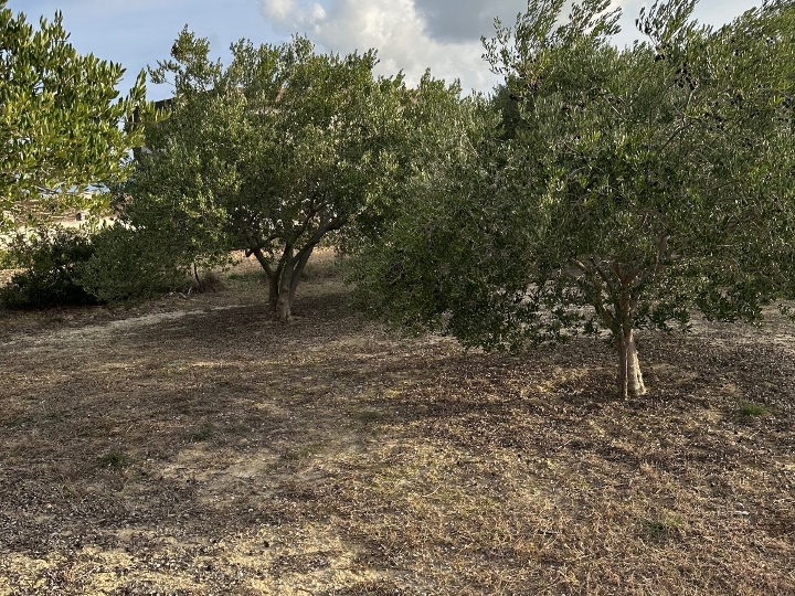 Radovin, građ. zemljište 981 m2