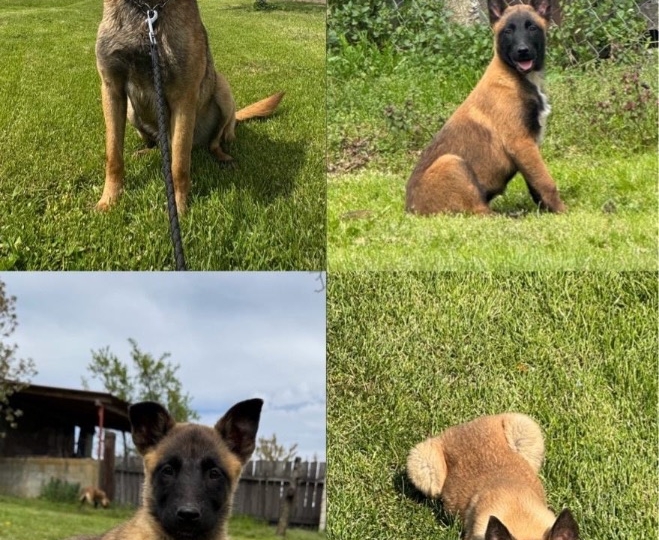 Štenci Belgijski ovčar - malinoa