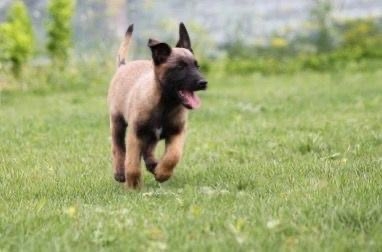 Štenci Belgijski ovčar - malinoa