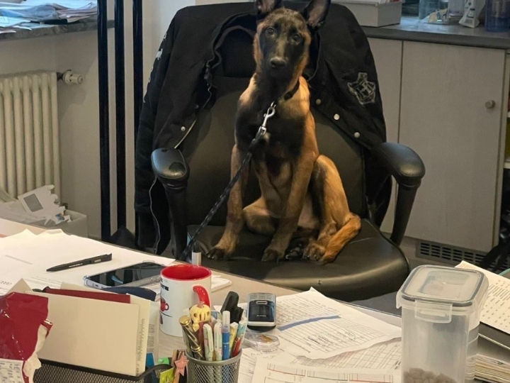 Štenci Belgijski ovčar - malinoa