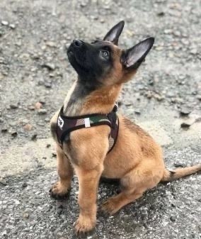 Štenci Belgijski ovčar - malinoa