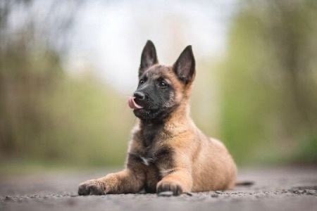 Štenci Belgijski ovčar - malinoa