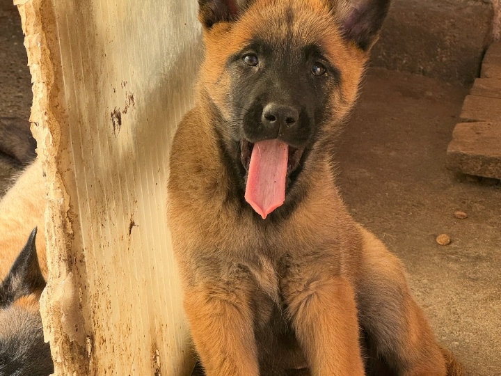 Štenci Belgijski ovčar - malinoa