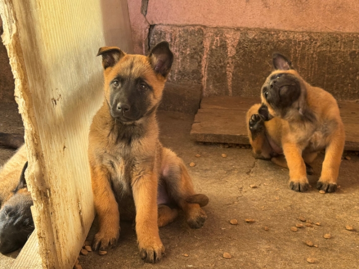 Štenci Belgijski ovčar - malinoa