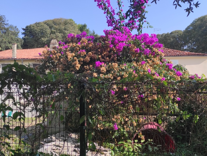 Curu slobodnu tražim......