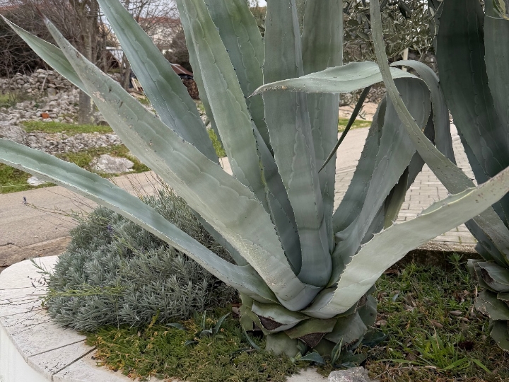 Prodajem velike agave