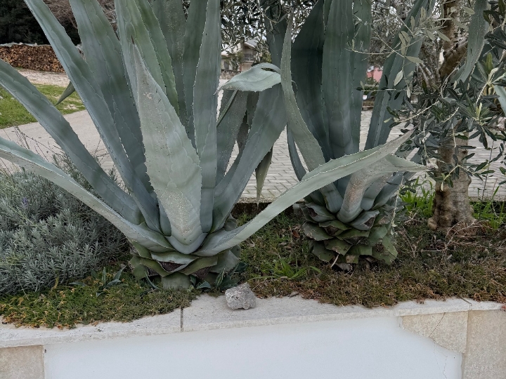 Prodajem velike agave