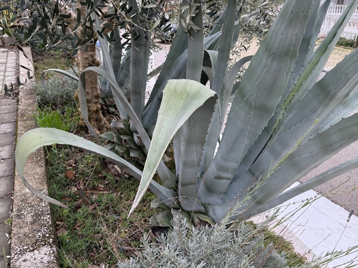 Prodajem velike agave
