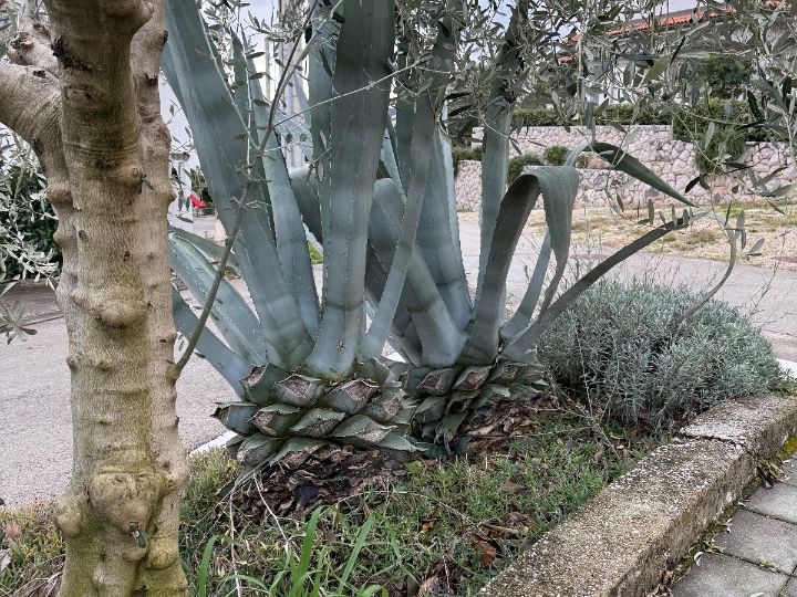 Prodajem velike agave