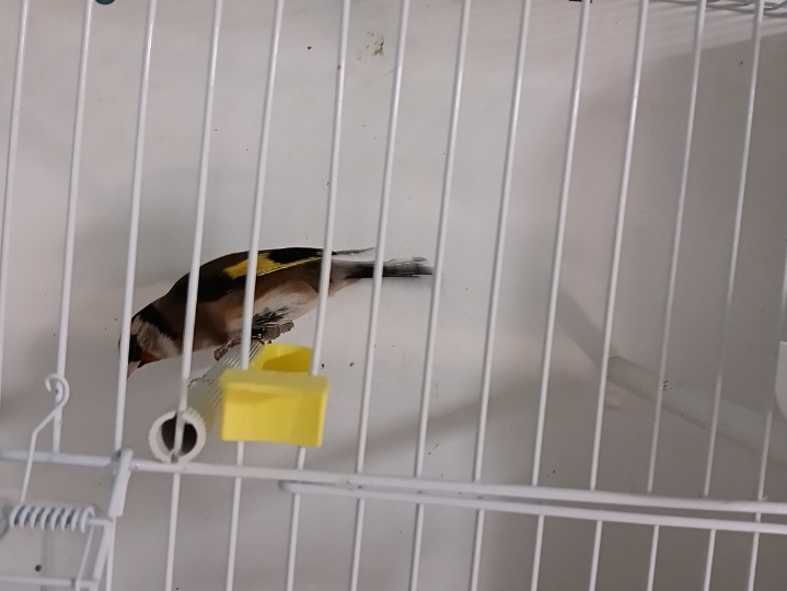 Kanarinci, štiglić i kanarinka