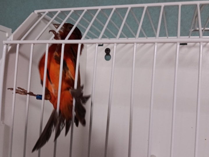 Kanarinci, štiglić i kanarinka