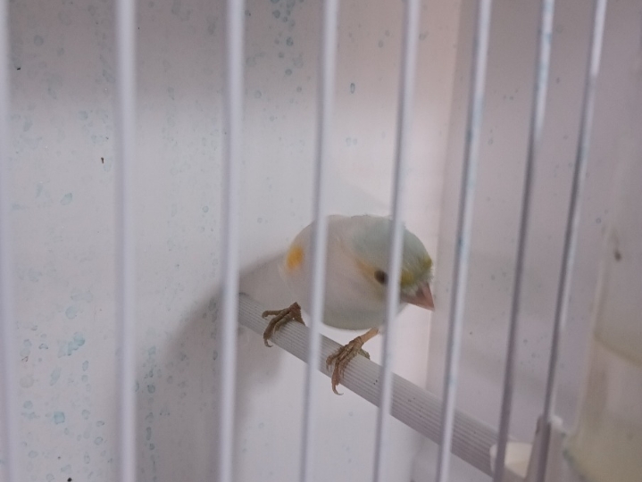 Kanarinci, štiglić i kanarinka