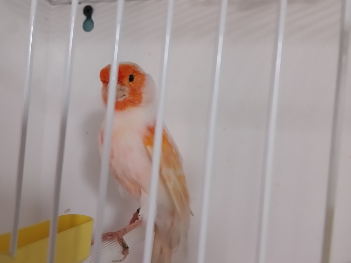 Kanarinci, štiglić i kanarinka