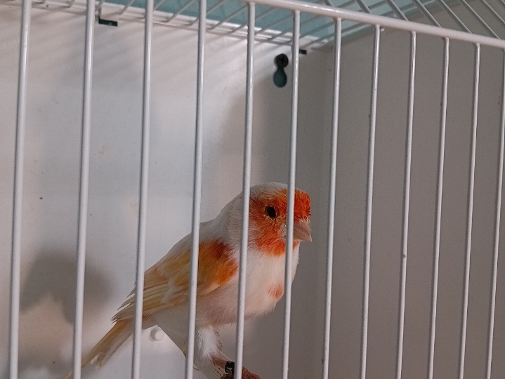 Kanarinci i baštardica