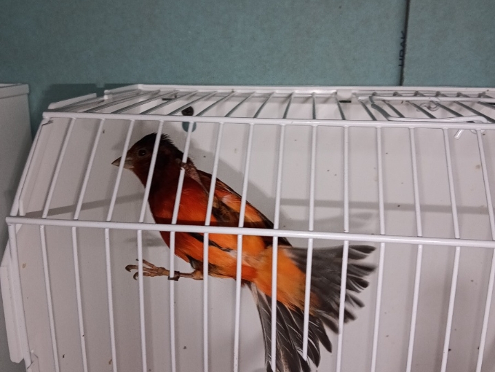 Kanarinci i baštardica