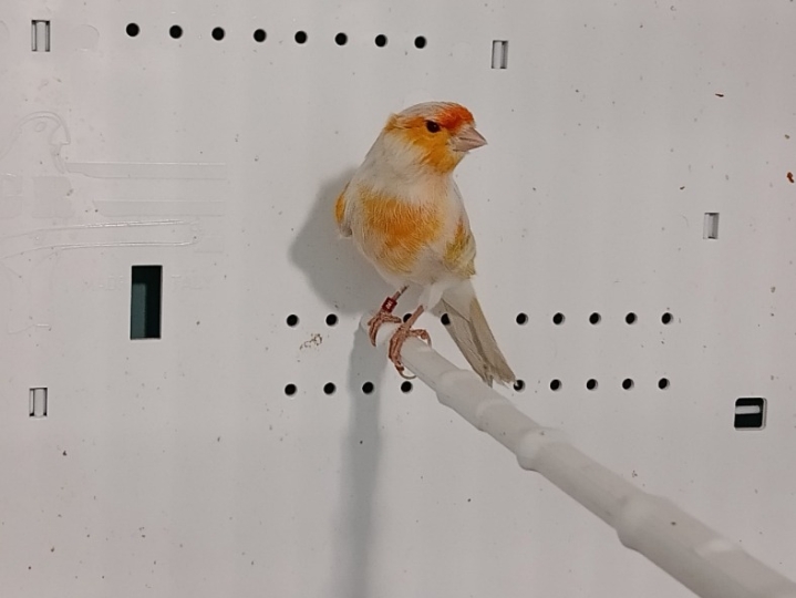 Kanarinci i baštardica