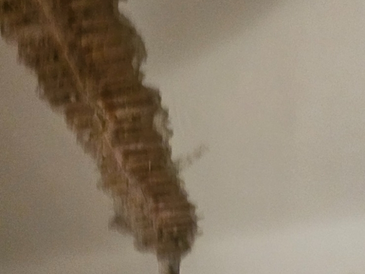 Cigle stare preko 100 godina