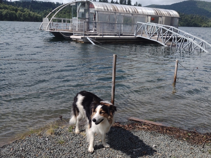Border Collie za parenje