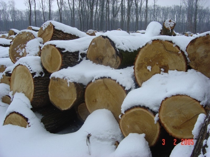 Uzimam iscjepana drva