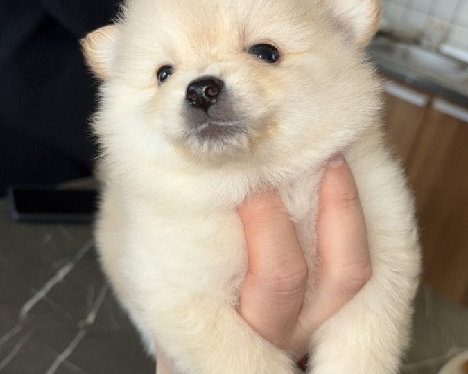 Pomeranski špic štenci