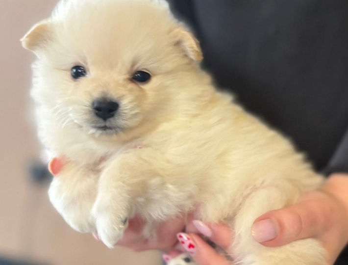 Pomeranski špic štenci