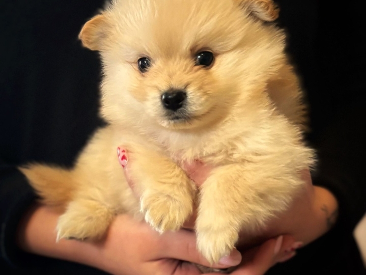 Pomeranski špic štenci