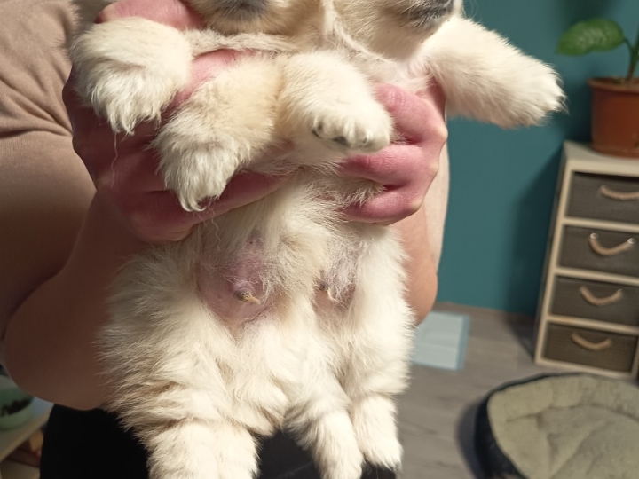 Pomeranski špic štenci